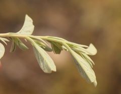 Hermannia holosericea