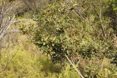 Euclea natalensis capensis