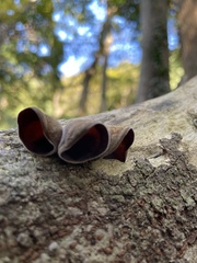Auricularia polytricha