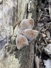 Auricularia polytricha