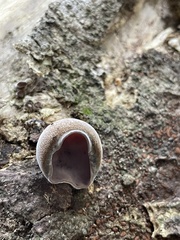 Auricularia polytricha