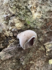 Auricularia polytricha
