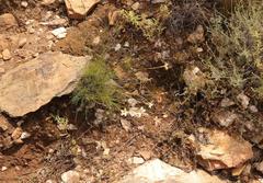 Dianthus caespitosus