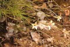 Dianthus caespitosus