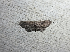 Aethaloida packardaria