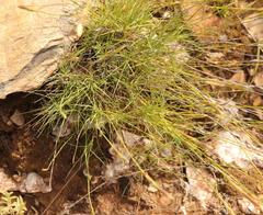 Dianthus caespitosus