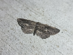 Aethaloida packardaria