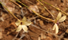 Dianthus caespitosus