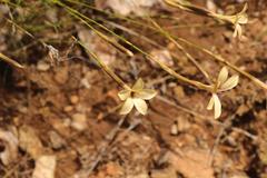 Dianthus caespitosus