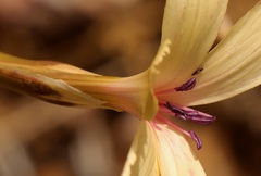 Dianthus caespitosus