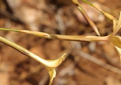 Dianthus caespitosus