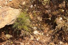 Dianthus caespitosus