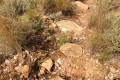 Dianthus caespitosus