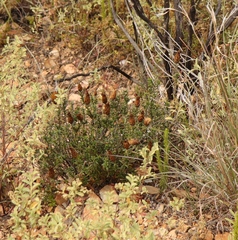 Pteronia staehelinoides