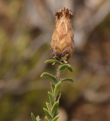 Pteronia staehelinoides