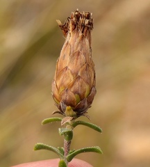 Pteronia staehelinoides