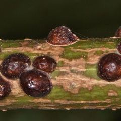 Pulvinaria innumerabilis