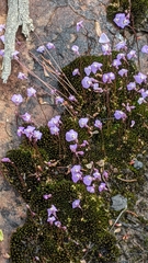Utricularia grampiana