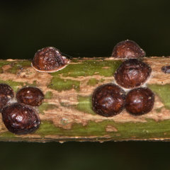 Pulvinaria innumerabilis