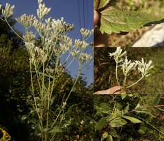 Eupatorium pilosum