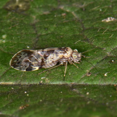 Trichadenotecnum majus