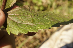 Eupatorium pilosum