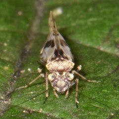 Trichadenotecnum majus
