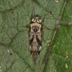 Trichadenotecnum majus