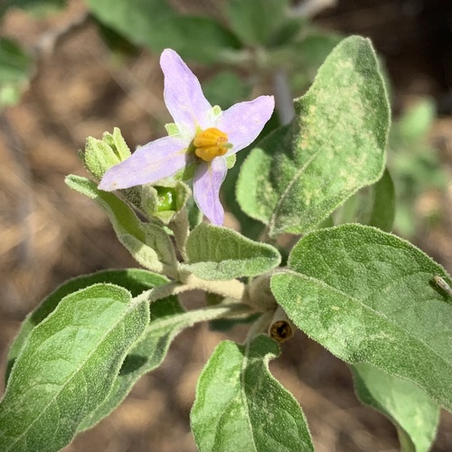 Solanum kwebense