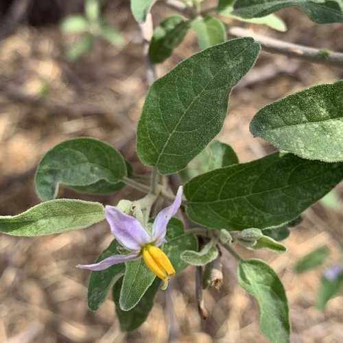 Solanum tettense image