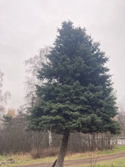Tracheophyta