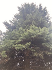 Tracheophyta