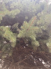 Tracheophyta