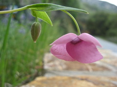 Calochortus amoenus