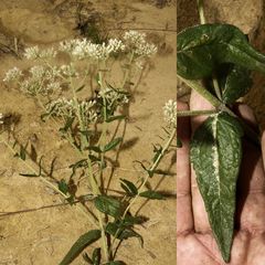 Eupatorium pilosum