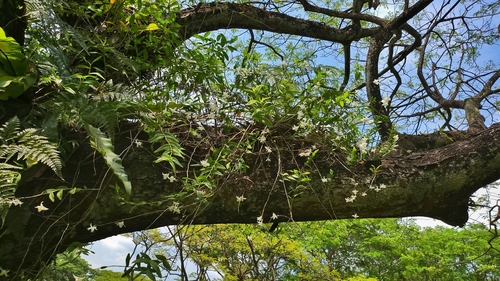 Image of Dendrobium crumenatum by (c) Cheongweei Gan, some rights reserved (CC BY)