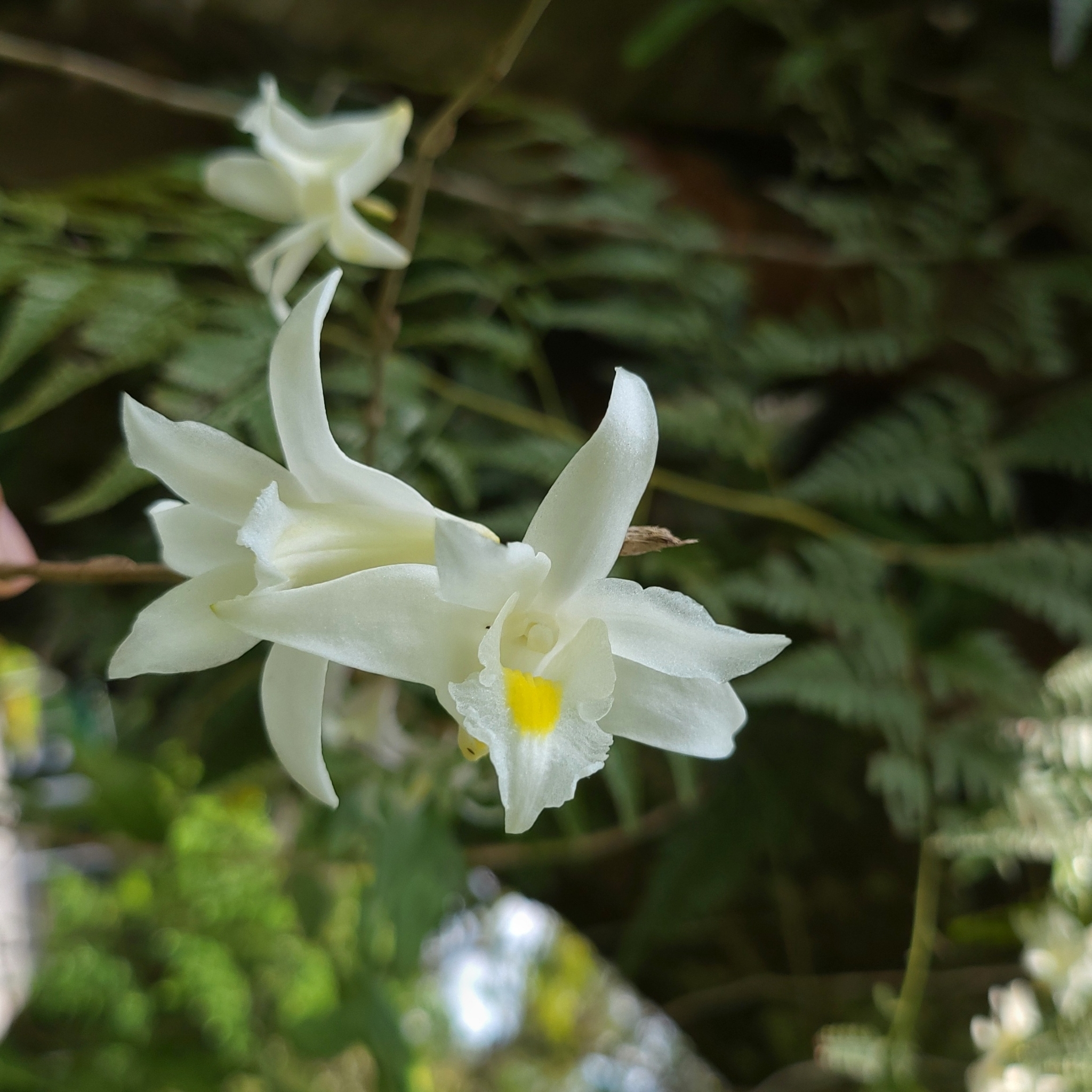 Dendrobium crumenatum