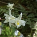 Dendrobium crumenatum - Photo (c) CheongWeei Gan, algunos derechos reservados (CC BY), subido por CheongWeei Gan