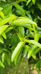 Calophyllum soulattri