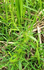 Xenostegia tridentata