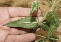 Eupatorium pilosum