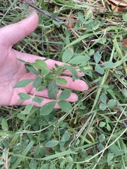 Tracheophyta