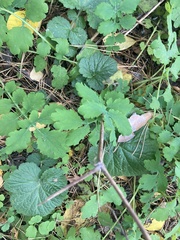Chelidonium majus