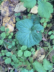 Chelidonium majus