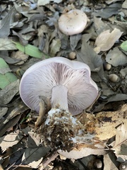 Lepista