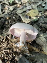 Lepista