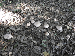Lepista