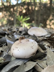 Lepista