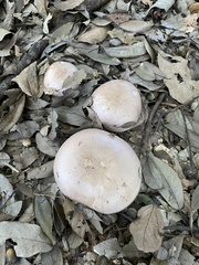 Lepista