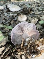 Lepista